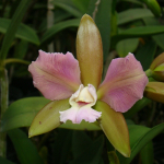 Cattleya leopoldii